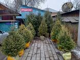 Живые елки настоящие на новый год с комом земли - фото 1