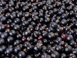 "Золотая осень" Смородина термостабильные начинка 240°C