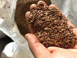 ЗЫГЫР/ лён / Flaxseed brown