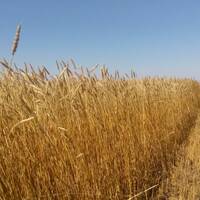 Абдалов Рафаель Рамазанович