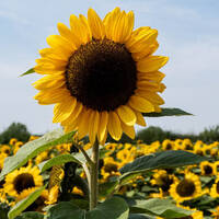 Мустафаев Сенан